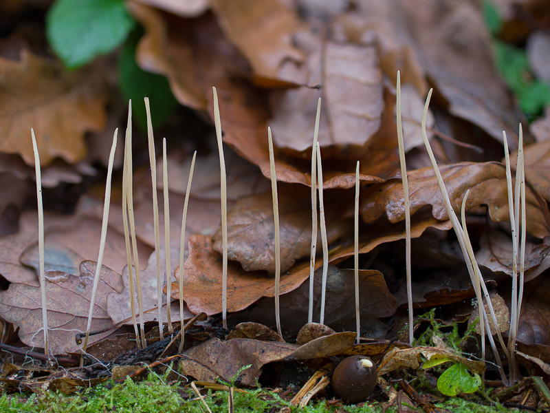 Macrotyphula juncea